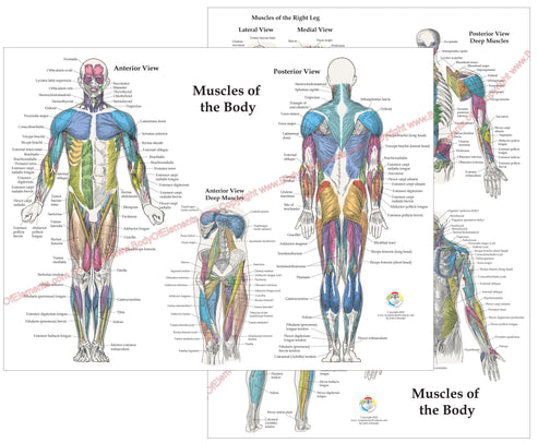Muscle Anatomy Poster Anterior Posterior Deep Layers 18 X 24 – Body of ...